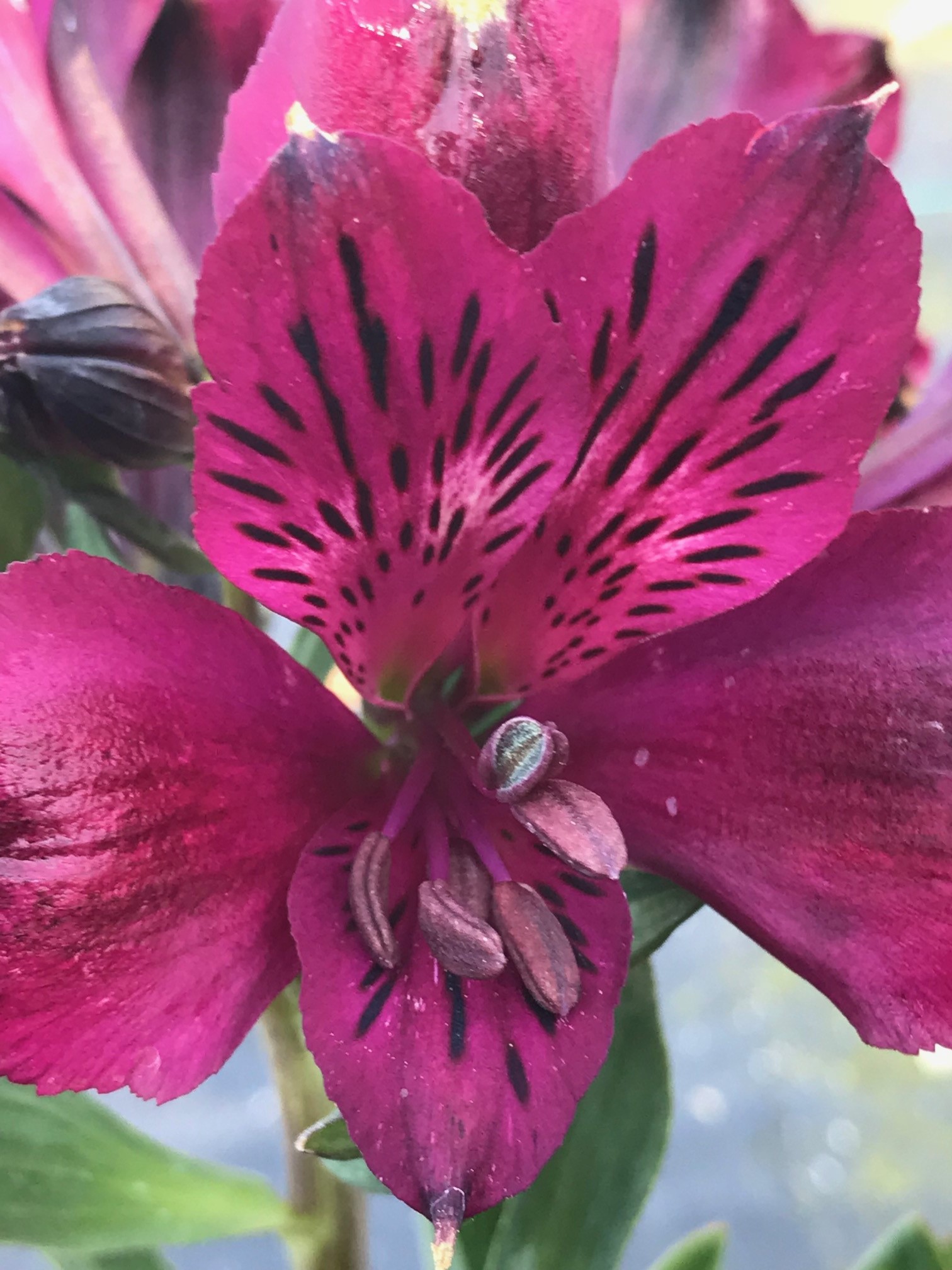 Alstroemeria Inticancha Dark Purple Emerisa Gardens